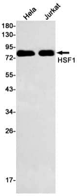 Western Blot: HSF1 Antibody (S07-0G0) [NBP3-14895]