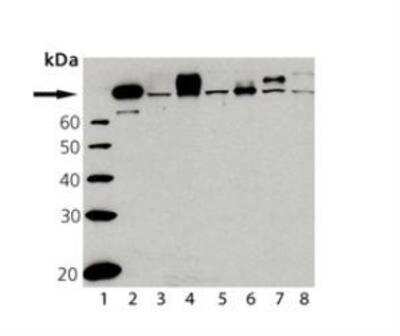 Western Blot: HSF1 Antibody [NBP1-97475]