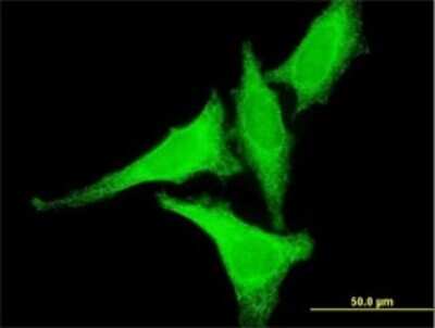 Immunocytochemistry/ Immunofluorescence: HSF2 Antibody (1F11-A3) [H00003298-M01]