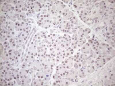 Immunohistochemistry: HSF2 Antibody (OTI3E1) [NBP2-46007]