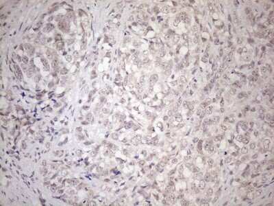Immunohistochemistry: HSF2 Antibody (OTI3E1) [NBP2-46007]