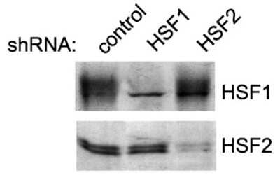 Western Blot: HSF2 Antibody (3E2) [NB110-96434]