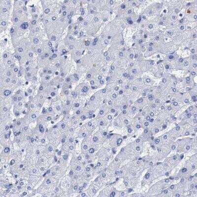 Immunohistochemistry-Paraffin: HSF2 Antibody [NBP1-86330]