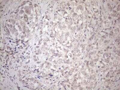 Immunohistochemistry: HSF2 Antibody (OTI3E1) - Azide and BSA Free [NBP2-70948]