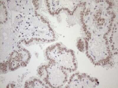 Immunohistochemistry: HSF2 Antibody (OTI3E1) - Azide and BSA Free [NBP2-70948]