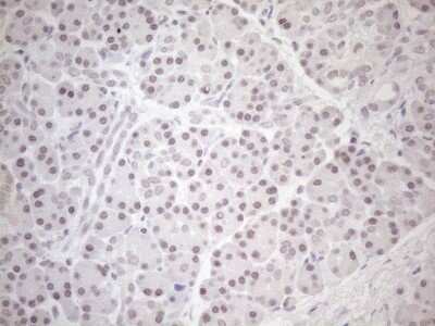 Immunohistochemistry: HSF2 Antibody (OTI3E1) - Azide and BSA Free [NBP2-70948]
