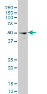 Western Blot: HSF4 Antibody (1A4) [H00003299-M01]