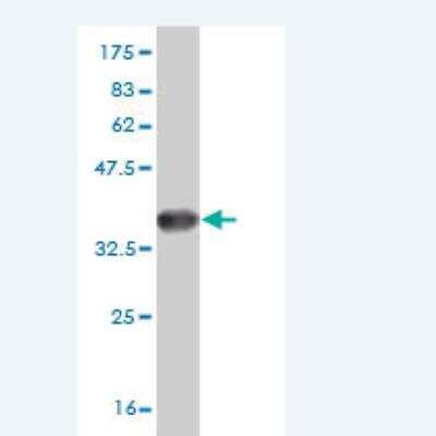 Western Blot: HSF4 Antibody (2B3) [H00003299-M05]