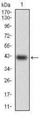 Western Blot: HSF4 Antibody (2E7)BSA Free [NBP2-37499]