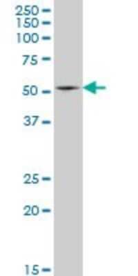 Western Blot: HSF4 Antibody (3G3) [H00003299-M03]