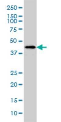 Western Blot: HSFX1/2 Antibody (1D7) [H00051402-M01]