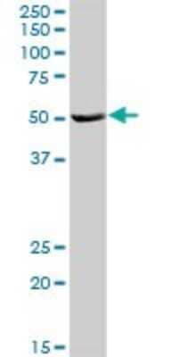 Western Blot: HSFX1/2 Antibody [H00051402-D01P]