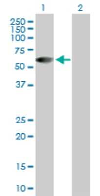 Western Blot: HSFX1/2 Antibody [H00051402-D01P]