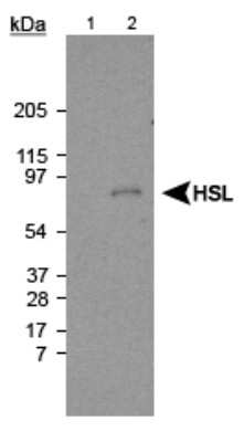 Western Blot: Hormone-sensitive Lipase/HSL Antibody [NB110-37253]