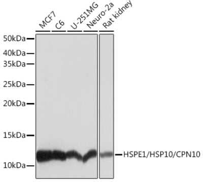 Western Blot: HSP10/EPF Antibody (0H0X6) [NBP3-16604]