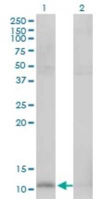 Western Blot: HSP10/EPF Antibody (4C11-B11) [H00003336-M01]