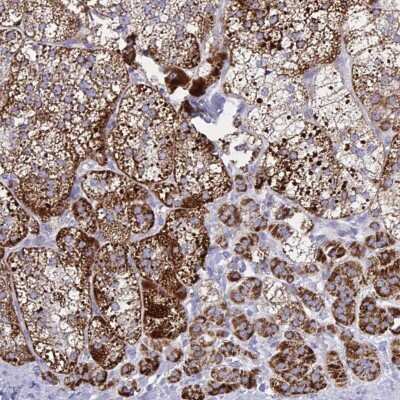 Immunohistochemistry-Paraffin: HSP10/EPF Antibody [NBP2-46759]