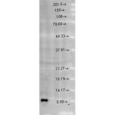 Western Blot: HSP10/EPF Antibody [NB110-11473]