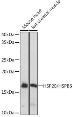 Western Blot: HSP20/HSPB6 Antibody (3J5N1) [NBP3-16751]