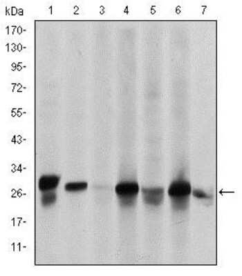 Western Blot: HSP27 Antibody (5D7)BSA Free [NBP2-37599]