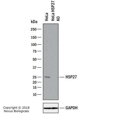 Knockout Validated: HSP27 Antibody (6H11) [NBP2-25149]