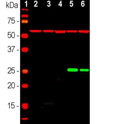 Western Blot: HSP27 Antibody (6H11) [NBP2-25149]