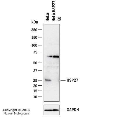 Knockout Validated: HSP27 Antibody (8A7) [NB110-96431]