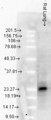 Western Blot: HSP27 Antibody (8A7) [NB110-96431]