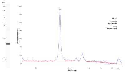 Simple Western: HSP27 Antibody (967050) [MAB1580]
