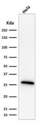 Western Blot: HSP27 Antibody (G3.1)Azide and BSA Free [NBP2-34621]