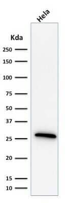 Western Blot: HSP27 Antibody (G3.1) [NBP2-32972]