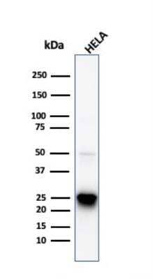 Western Blot: HSP27 Antibody (HSPB1/774)Azide and BSA Free [NBP2-48002]