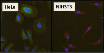 Immunocytochemistry/ Immunofluorescence: HSP27 Antibody [NB120-5579]