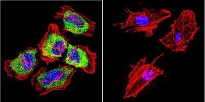 Immunocytochemistry/ Immunofluorescence: HSP27 Antibody [NB120-5579]