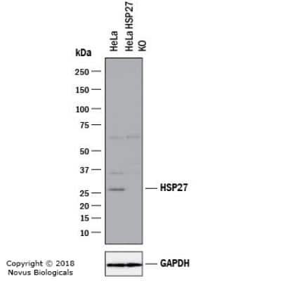 Knockout Validated: HSP27 Antibody - BSA Free [NBP1-75477]