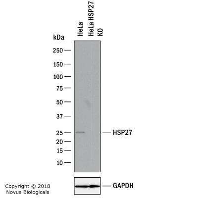 Knockout Validated: HSP27 Antibody [NBP2-24533]