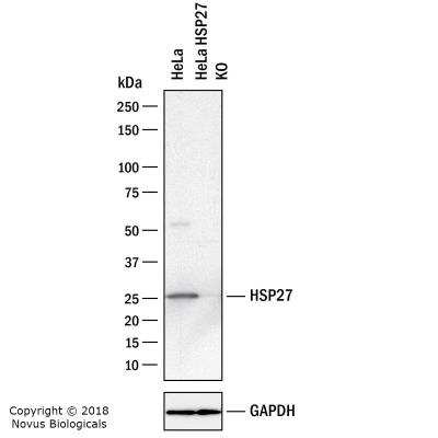 Knockout Validated: HSP27 Antibody [NBP2-25150]