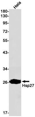 Western Blot: HSP27 Antibody (S03-9F4) [NBP3-20041]