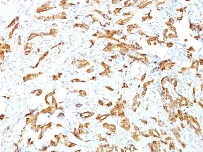 Immunohistochemistry-Paraffin: HSP27 Antibody (SPM252) - Azide and BSA Free [NBP2-34751]