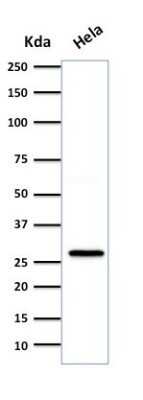 Western Blot: HSP27 Antibody (SPM252)Azide and BSA Free [NBP2-34751]