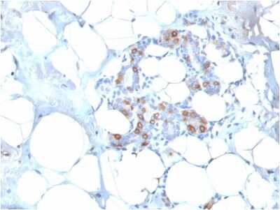 Immunohistochemistry-Paraffin: HSP27 Antibody (SPM252) - IHC-Prediluted [NBP2-44974]