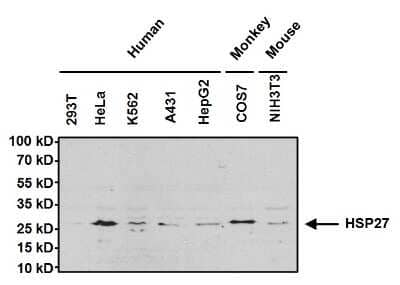 Western Blot: HSP27 Antibody [NB120-5579]