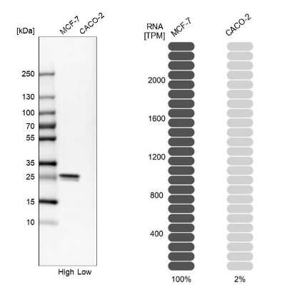 Western Blot: HSP27 Antibody [NBP1-89666]