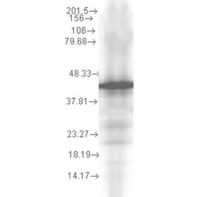 Western Blot: HSP40/DNAJB1 Antibody (2A7.H6) [NBP1-22416]