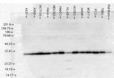 Western Blot: HSP40/DNAJB1 Antibody (3B9.E6) [NBP2-12876]