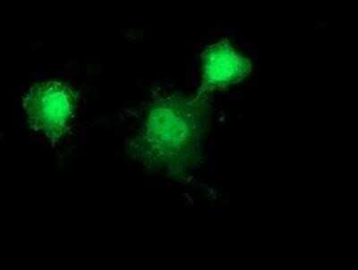 Immunocytochemistry/ Immunofluorescence: HSP40/DNAJB1 Antibody (OTI1F9) - Azide and BSA Free [NBP2-70969]
