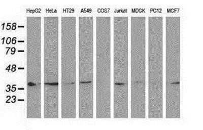 Western Blot: HSP40/DNAJB1 Antibody (OTI1F9)Azide and BSA Free [NBP2-70969]