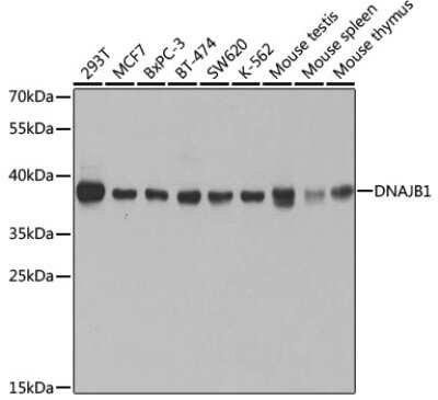 Western Blot: HSP40/DNAJB1 AntibodyBSA Free [NBP3-03458]