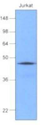 Western Blot: HSP40/DNAJB1 Antibody (k1C7)BSA Free [NBP1-04302]