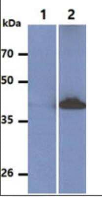 Western Blot: HSP40/DNAJB1 Antibody (k1C7)BSA Free [NBP1-04302]